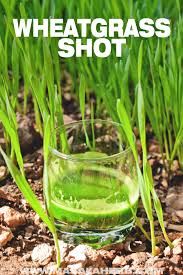 wheatgr shot recipe masalaherb com