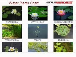 water plants chart water plant name