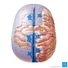 meninges ventricles csf and brain