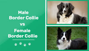 male vs female border collies the
