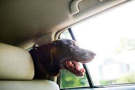 Why Your Dog Licks Windows And Seven