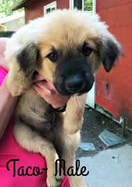 He loves the beach, sailing, golfing, scotland, oat cakes and driving in his car. Virginia Beach Va German Shepherd Dog Meet Taco A Pet For Adoption