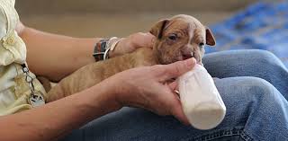 Feeding And Caring For Newborn Puppies Best Friends