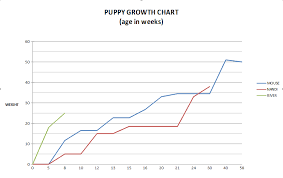 Border Collie Growth Chart Related Keywords Suggestions