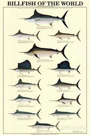 Poster Billfish Of The World Fish Chart Fish Art Fish
