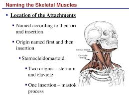 Many muscle names indicate the muscle's location. Naming Skeletal Muscles Ppt Download