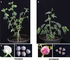 pea genotypes used for crossing a