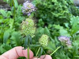 how to save scabiosa seeds for next