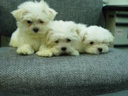 maltese morkie puppies in