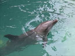 delfinotherapy santa marta