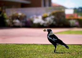 Get Rid Of Magpies In Your Garden