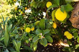 meyer lemon tree planting care and