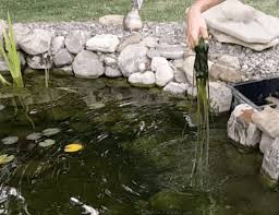 how to control string algae backyard