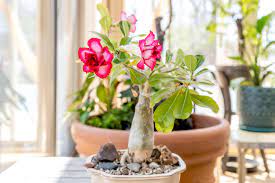 how to grow and care for desert rose