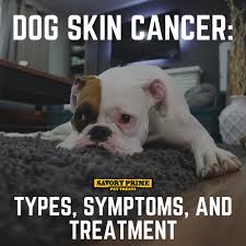 Find pictures to help identify dog's skin problems on the dog health guide or and pets webmd.com. Dog Skin Cancer Types Symptoms And Treatment Savory Prime Pet Treats
