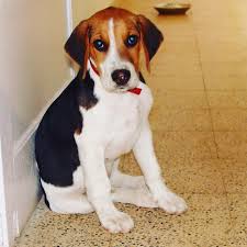 The english foxhound puppies are among the few dog breeds that are easily identifiable. English Foxhound Puppies Behavior And Characteristics In Different Months Until One Year
