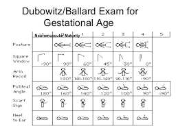 Ballard Dubowitz Chart Related Keywords Suggestions