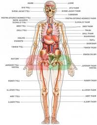 The adult human body has 206 bones, but a baby's body has about 300 bones. Female Body Anatomy Chart Hanada