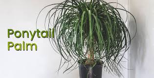 Ponytail Palms