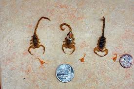 Image result for small scorpion