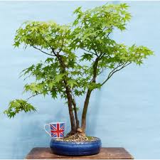 anese maple bonsai tree