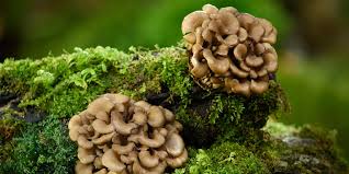 hen of the woods maitake the