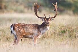 fallow deer images browse 44 887