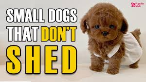 top 10 small dogs that don t shed or