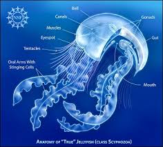 Types Of Jellyfish Study Com