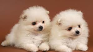 cute baby dogs backiee
