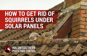 get rid of squirrels under solar panels