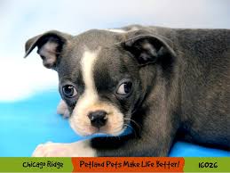 Blue cream fawn boston terriers and puppies. Boston Terrier Puppies Petland Chicago Ridge