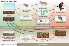 Components Of Ecosystem Biotic Abiotic Components Videos