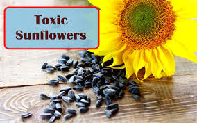 can sunflower seed hulls harm plants