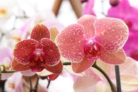 Fiore simile all'orchidea il prezzo si riferisce alla singola piantina. Orchidee Phalaenopsis Cura Manutenzione E Concimazione Bioges