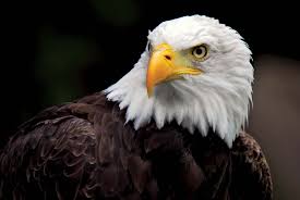 Bald Eagle Size Habitat Diet Facts Britannica
