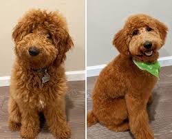 Chien goldendoodle goldendoodle haircuts goldendoodle grooming bernedoodle puppy goldendoodles dog grooming labradoodles mini goldendoodle rescue. Goldendoodle Grooming Guide 2021 With Pictures We Love Doodles