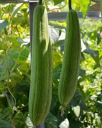 Email print back to home decor ideas. How To Grow Luffa Gourds And Get Natural Sponges Too