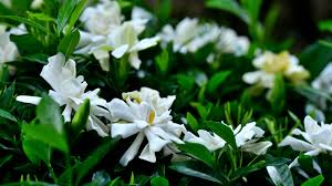 Gardenia Bonsai Care Guide Repotting