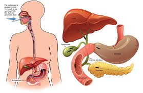 When signaled, the gallbladder contracts and squeezes bile through the cystic duct and into the common bile duct. Ercp Endoscopic Retrograde Cholangio Pancreatography Patient Information From Sages