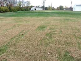 Crabgrass Control For 2012 Turf