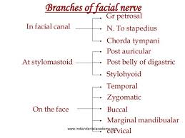 Image Result For Branches Of Facial Nerve Facial Nerve Facial