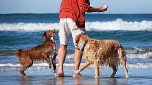 14 best dog friendly vacations in the