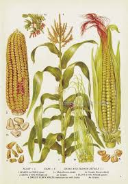 Corn Maize Cereal Grain Food Chart Botanical Lithograph