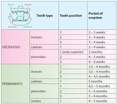 Particular Kitten Teeth Chart Newborn Kitten Weight Chart