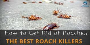 • you can kill cockroaches with the help so the most effective cockroach killer is undoubtedly the hit anti roach gel. Best Roach Killer Get Rid Of Roaches Without An Exterminator Everything About Do It Yourself Pest Control Pet Care