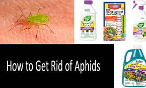 how to get rid of aphids top 7 aphid