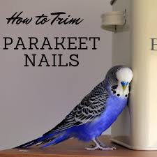 how to clip and trim a parakeet s nails