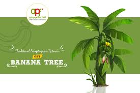 traditional benefits of banana tree