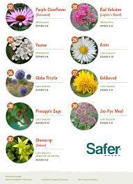 Top 30 Plants That Attract Pollinators